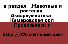  в раздел : Животные и растения » Аквариумистика . Кемеровская обл.,Прокопьевск г.